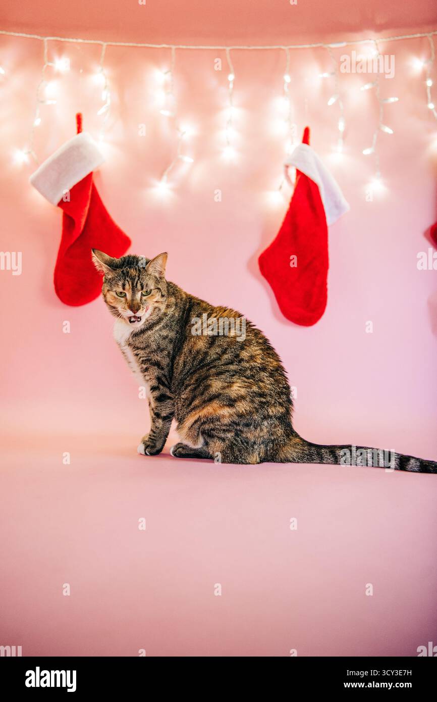 Chat Tabby miaudant avec des bas de noël Banque D'Images