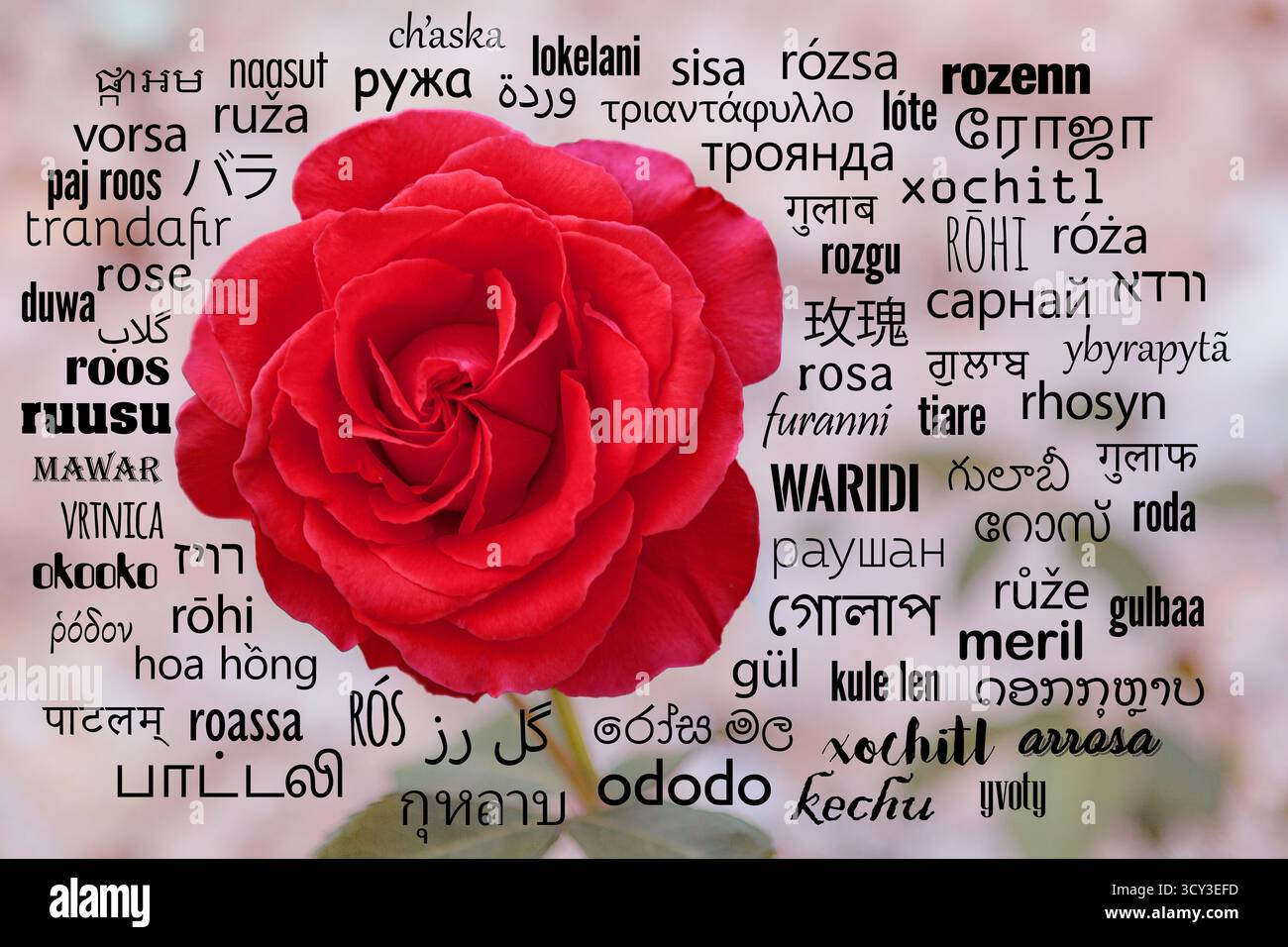 Une rose rouge fleurie entourée de son nom en plusieurs langues, symbolisant la beauté mondiale, l'amour et le lien culturel. Banque D'Images
