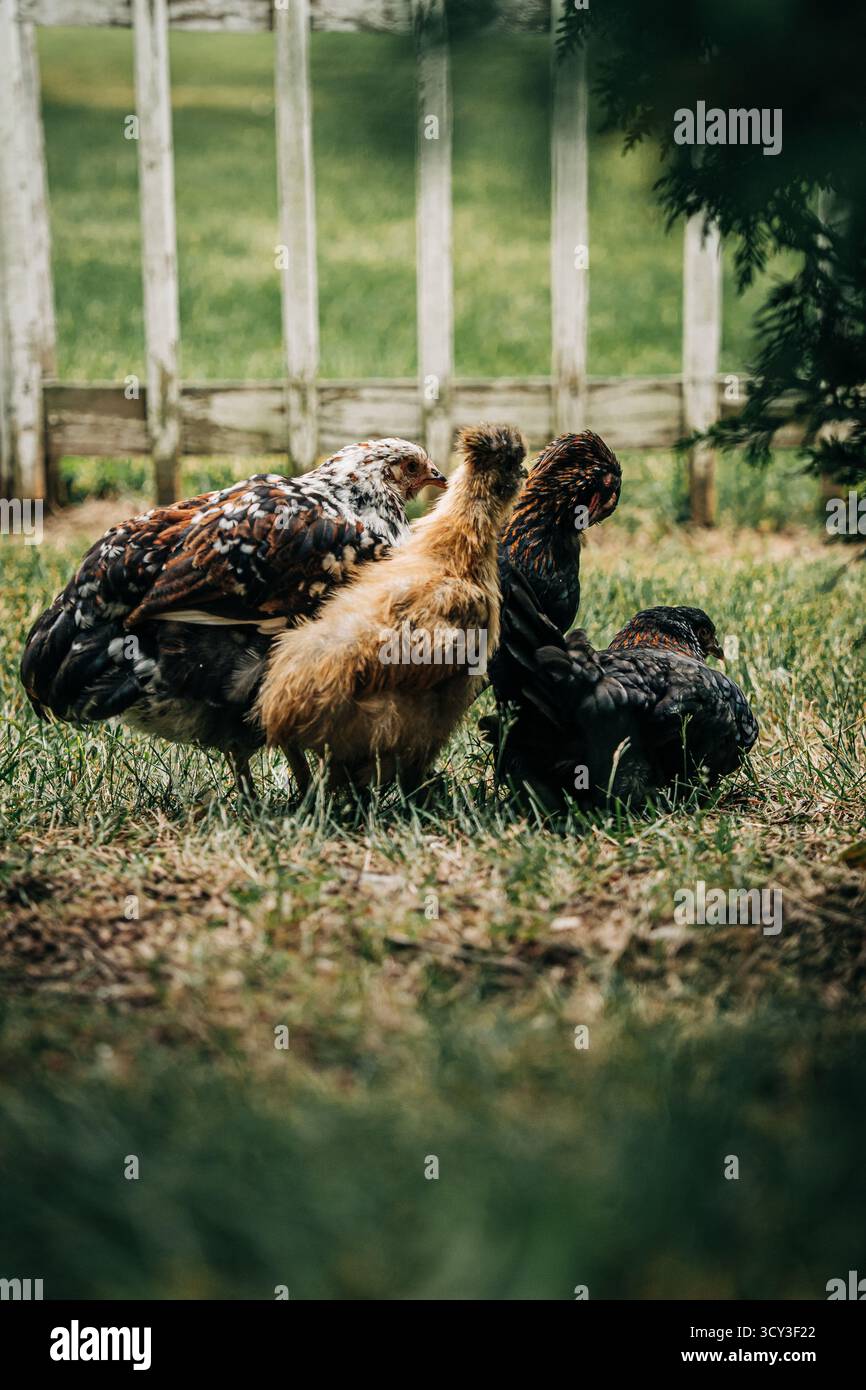 Poulets se nourrissant sur l'herbe verte dans un cadre de ferme Banque D'Images