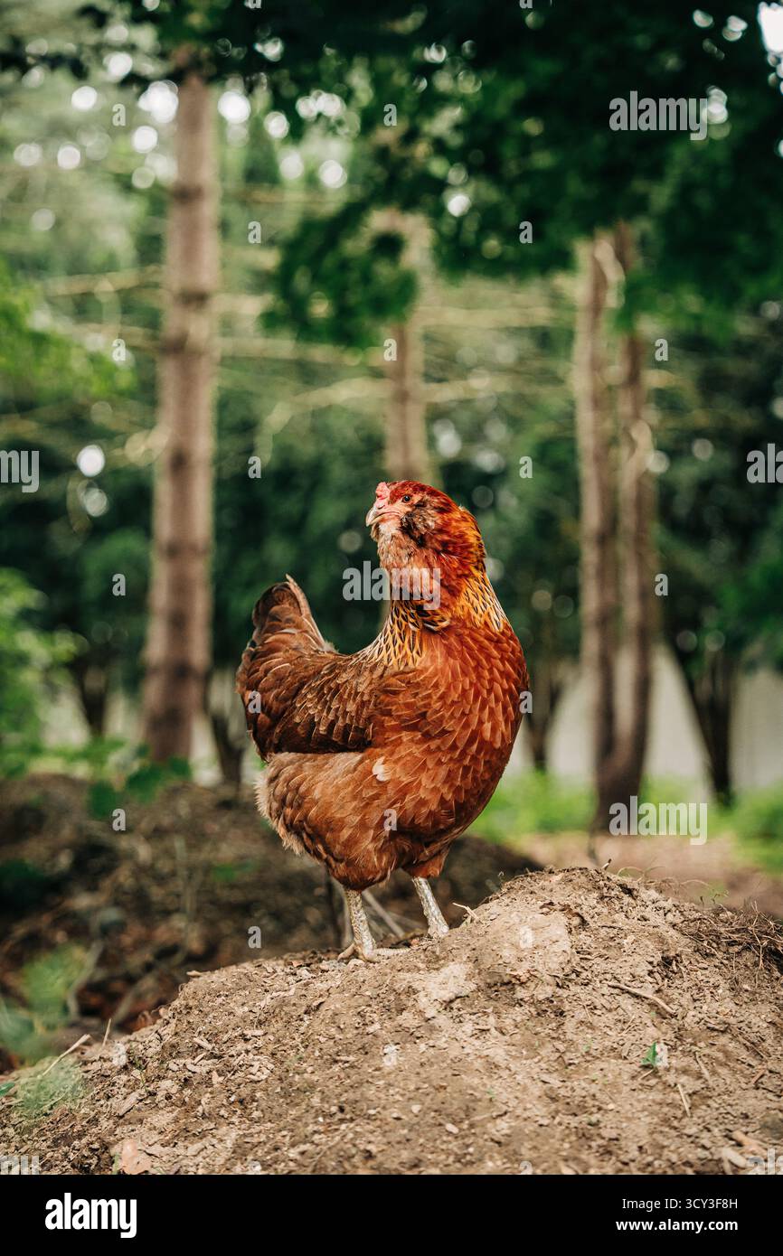Poule brune poulet fermier debout sur un tas de terre Banque D'Images