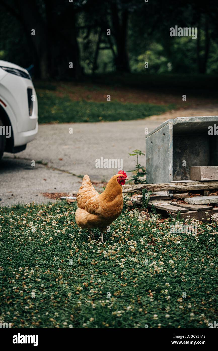Poulet fermier marchant sur la pelouse du trèfle Banque D'Images