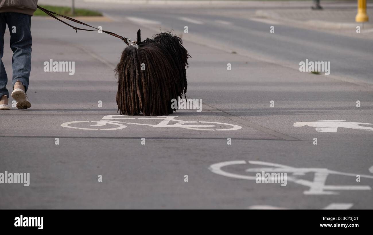 Chien Puli hongrois marchant en laisse le long d'une rue urbaine avec des marques de pistes cyclables. L'image capture le contraste entre un HE rare et traditionnel Banque D'Images
