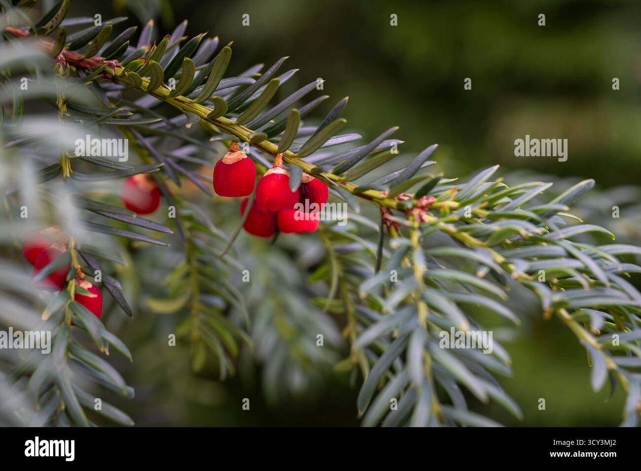 Baies rouges de l'if commun (Taxus baccata). Gros plan des branches d'if avec des baies rouges vives et du feuillage persistant - un symbole naturel du calme hivernal. Banque D'Images