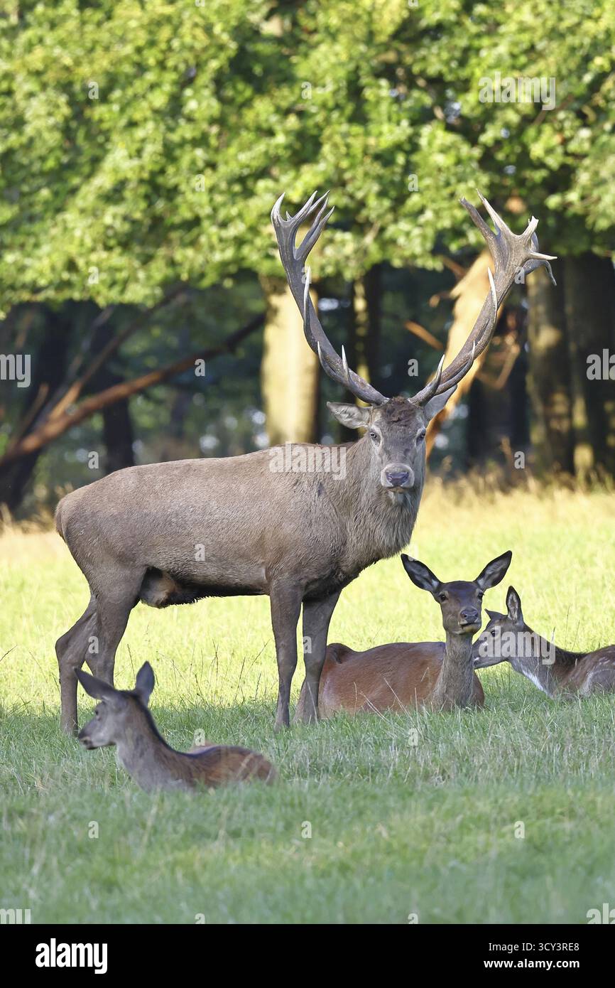 Cerf roux (Cervus elaphus) en saison d'ornithage, cerf capital avec des haies dans une clairière forestière, portrait d'animaux, faune, automne, Sauerland, Rhénanie-du-Nord-O. Banque D'Images