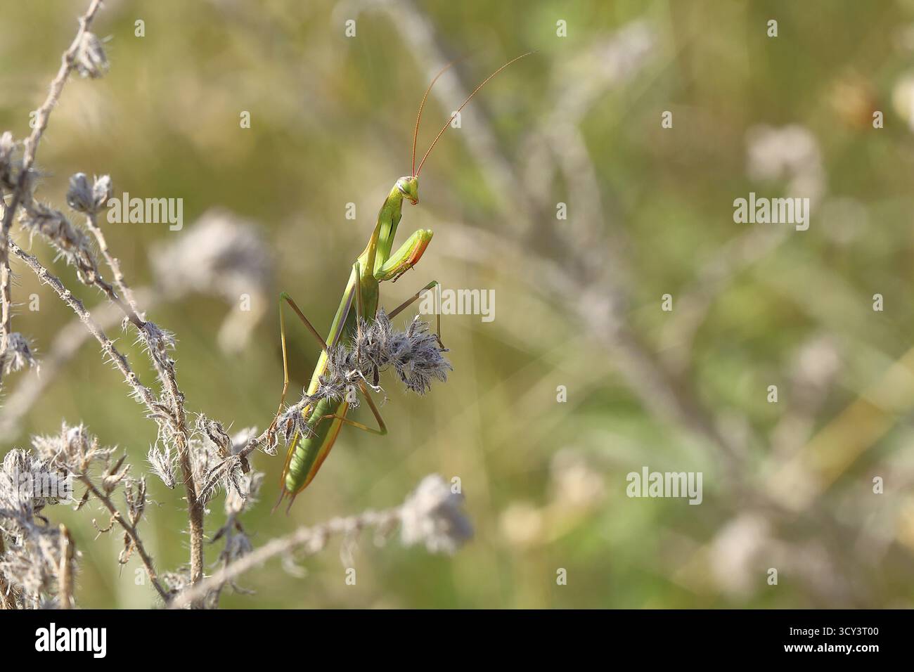 Mantis européens (Mantis religiosa), dans un arbuste, Burgenland, Autriche Banque D'Images