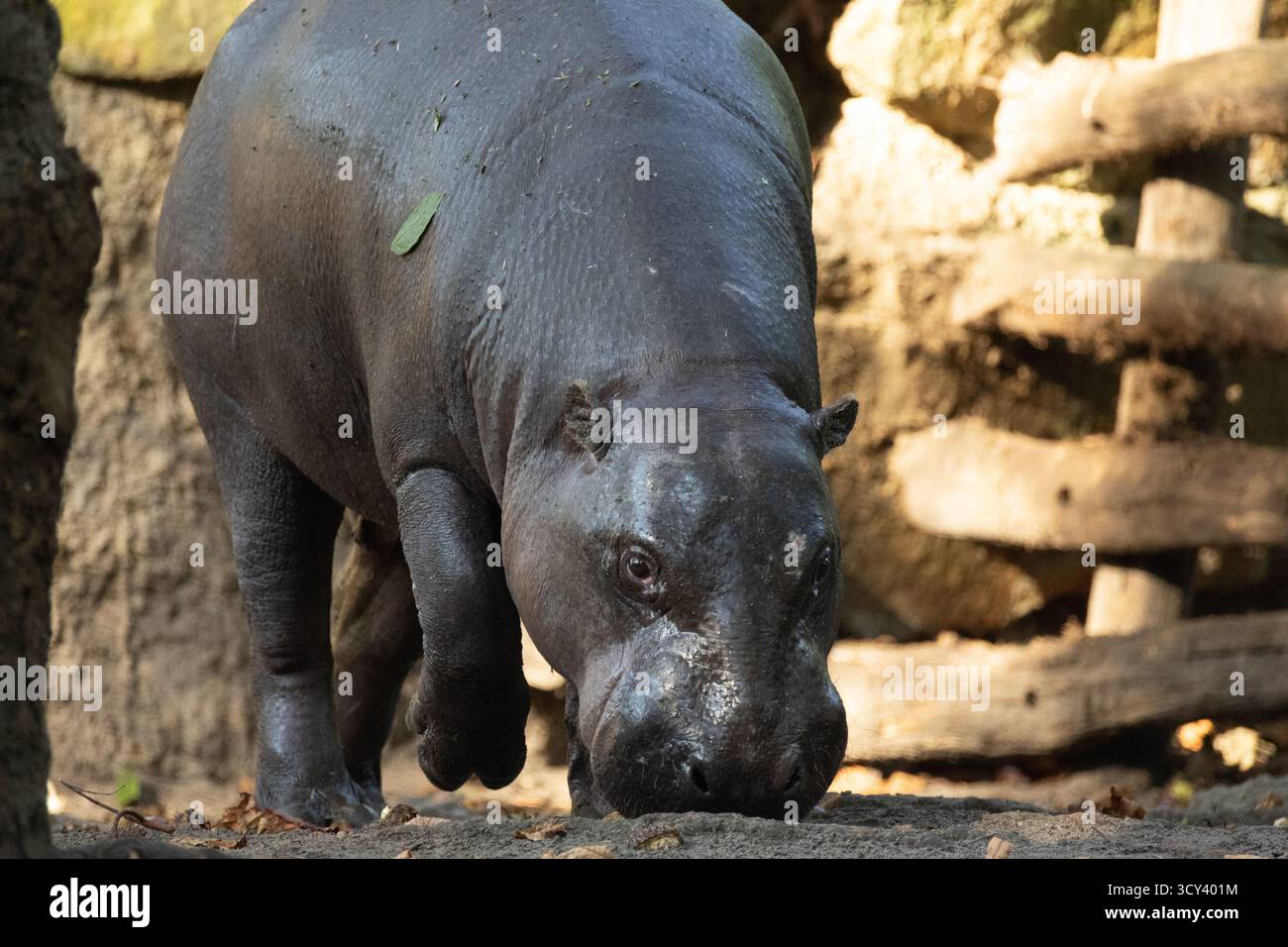 Gros plan Pygmy Hippopotamus Choeropsis liberiensis en foyer sélectif. mignon petit hippopotame Banque D'Images