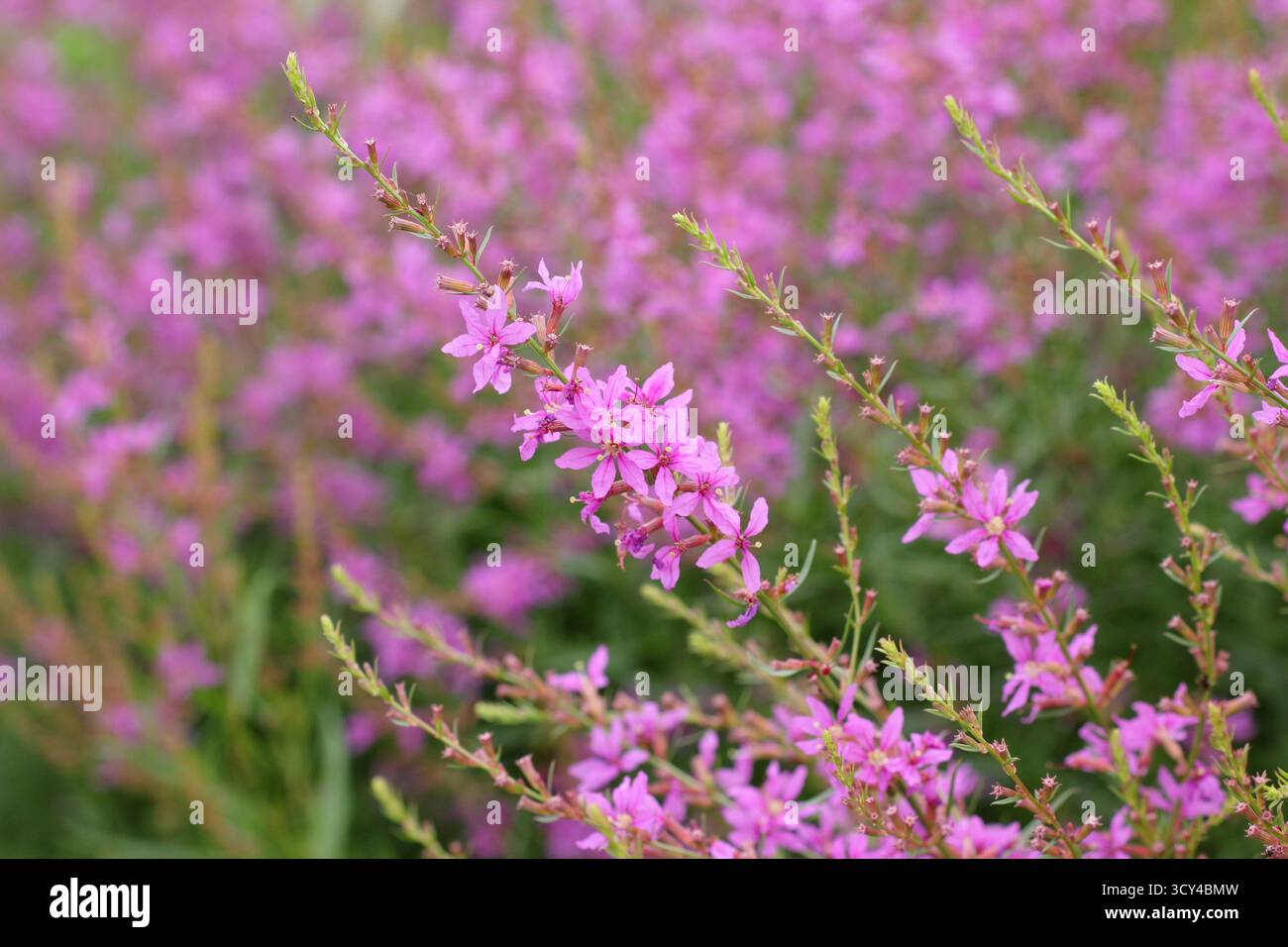 Lythrum salicaria 'Swirl'. Fleurs roses épis de Lythrum salicaria 'Swirl' ou Purple loosestrife 'Swirl' florissant au milieu de l'été. Banque D'Images