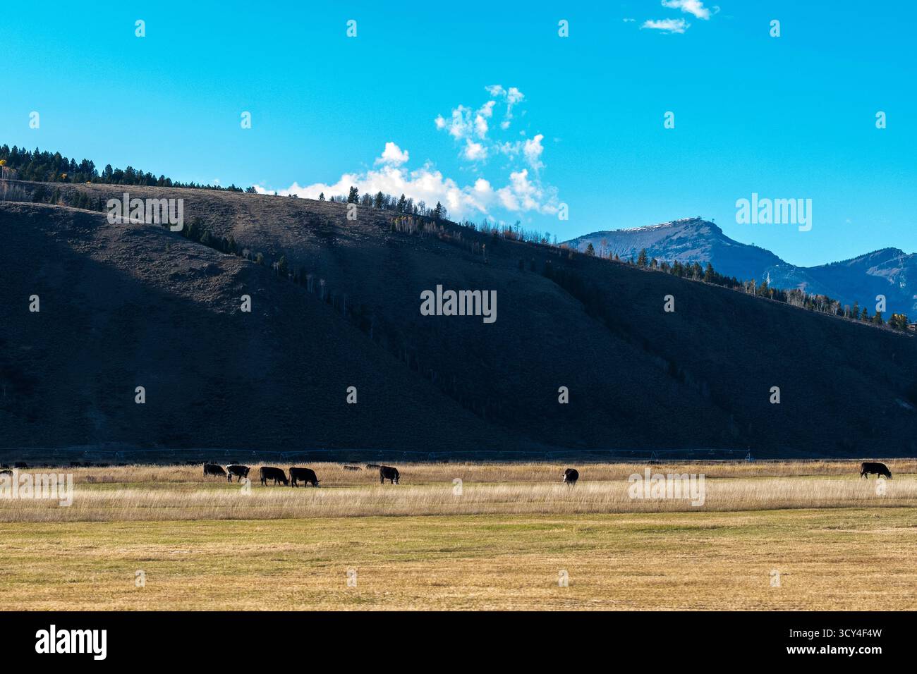 Les vaches paissent sur un pâturage herbeux au pied d'une grande butte, projetant une ombre sur le paysage. La butte est recouverte d'une végétation clairsemée Banque D'Images