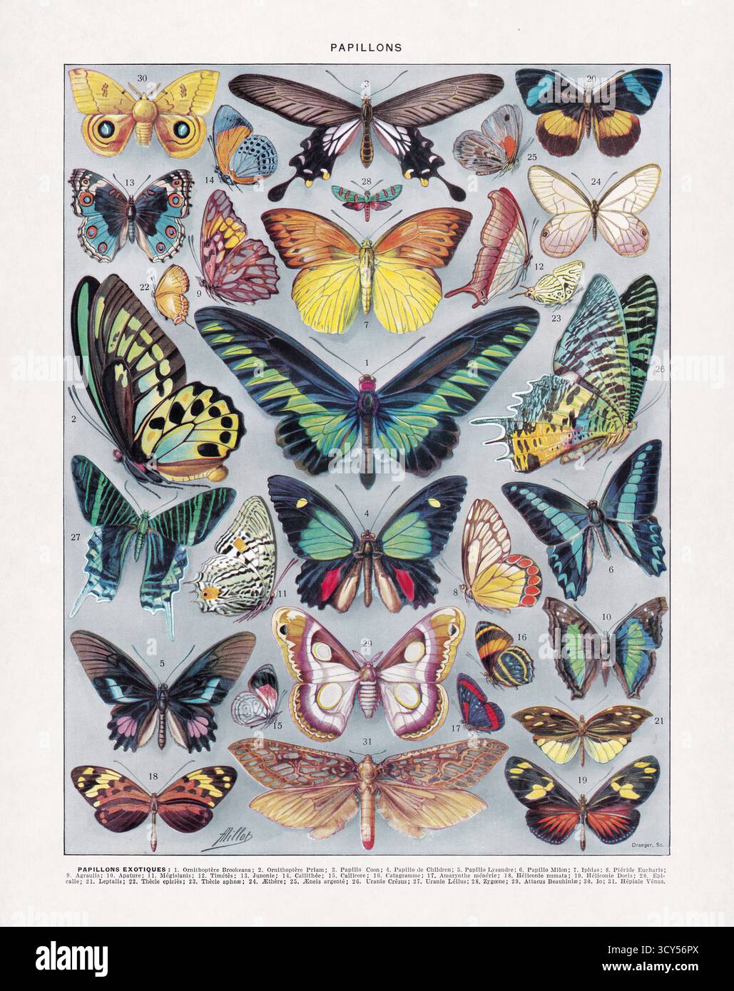 Illustration en demi-teinte sur la lépidoptérologie (l'étude des papillons) par Adolphe Philippe Millot imprimée dans un ancien dictionnaire français. Banque D'Images