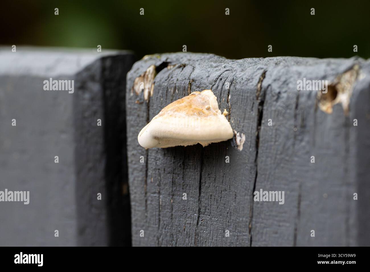 Fomitopsis pinicola, conque à ceinture rouge sur clôture en bois à Saint-Genis-Laval, France – un champignon commun de la parenthèse en décomposition du bois. Banque D'Images
