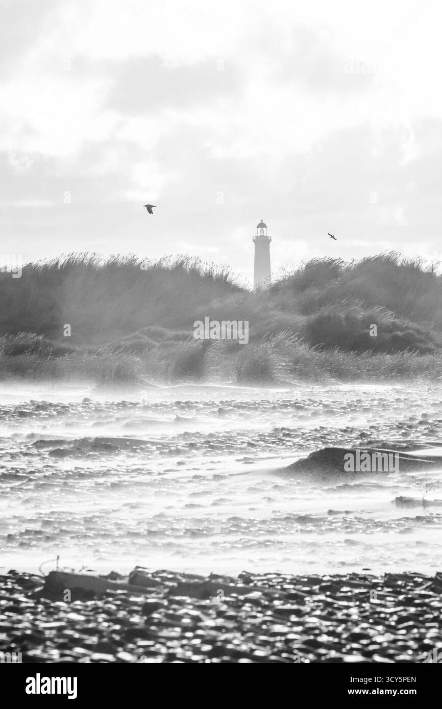 Vue en noir et blanc du phare de Skagen derrière l'herbe des dunes dans le vent fort et les embruns, Danemark Banque D'Images