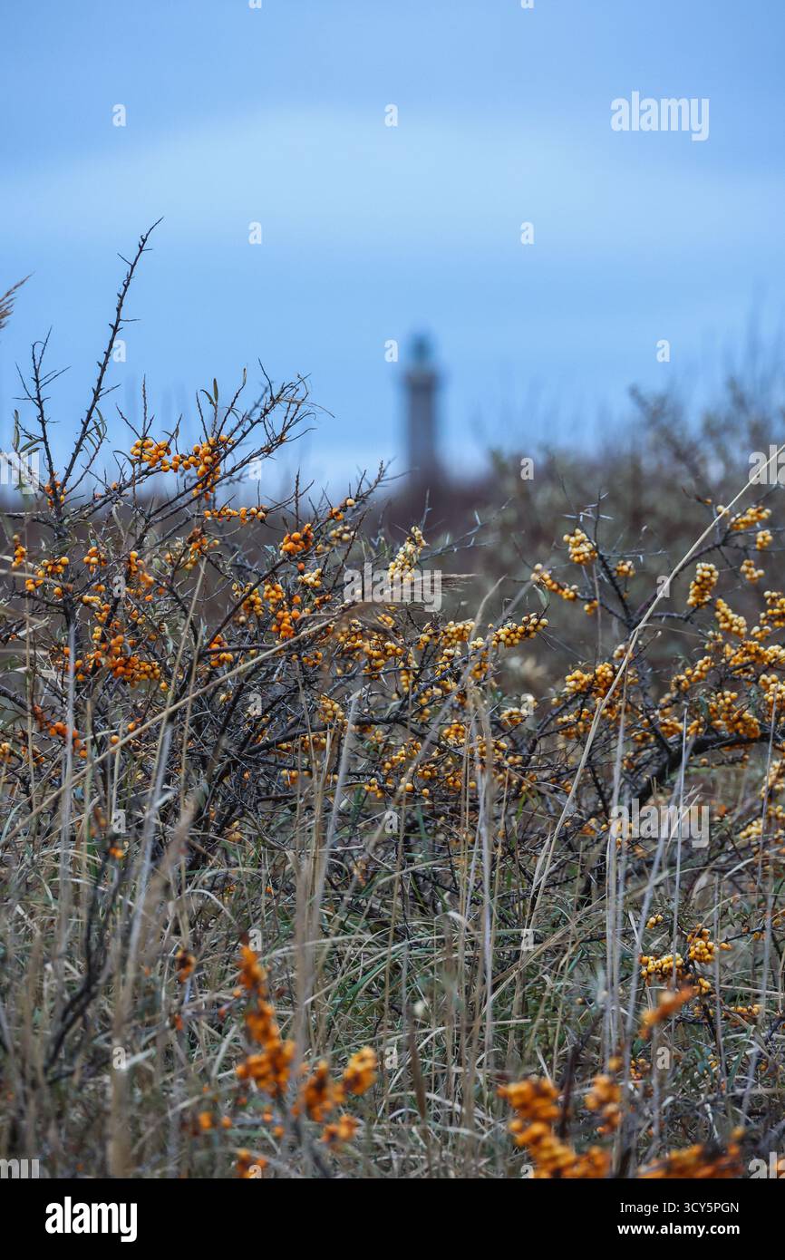 Arbustes d'argousier avec des baies orange près d'un phare sur la côte danoise sous un ciel bleu froid Banque D'Images