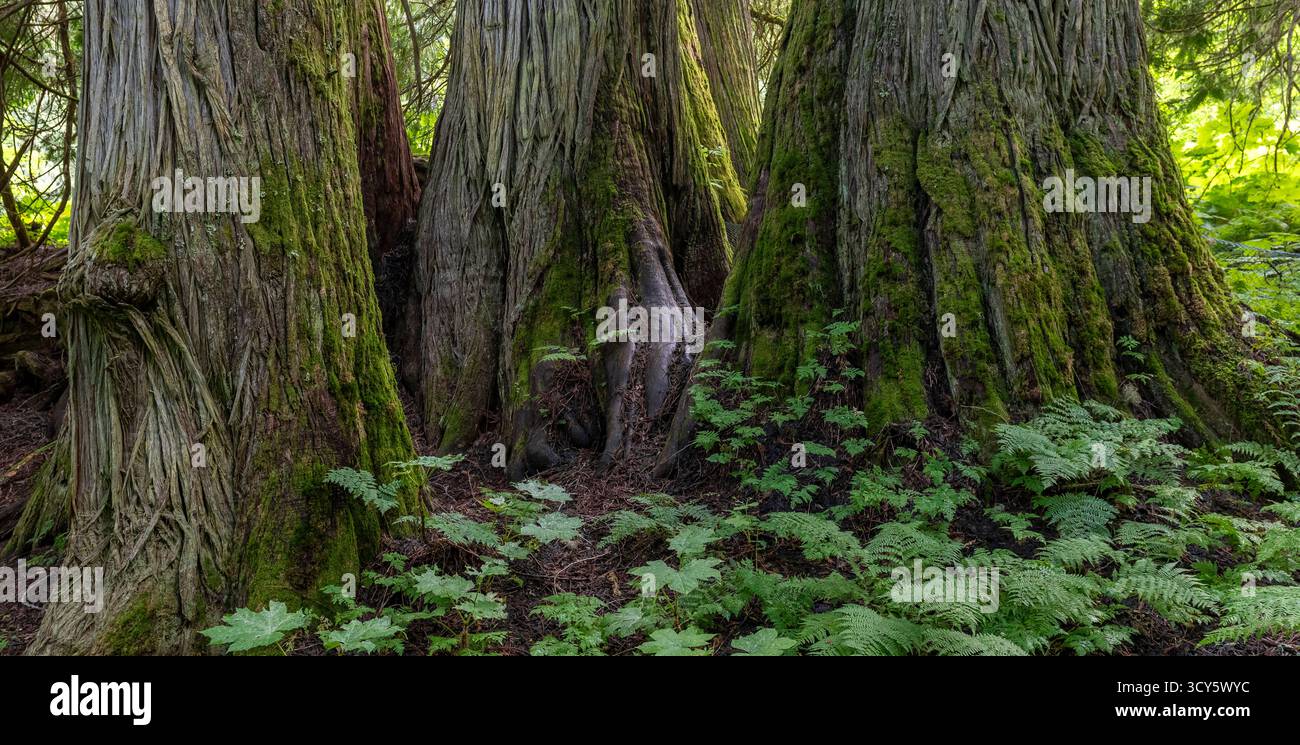 Panorama des cèdres et des fougères dans le parc provincial Ancient Forest, vallée du fleuve Fraser, Prince George, Colombie-Britannique, Canada. Banque D'Images
