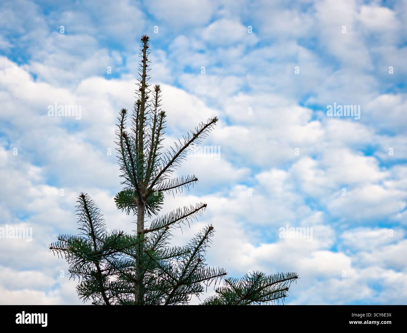 Silhouette d'épicéa contre ciel partiellement nuageux Banque D'Images