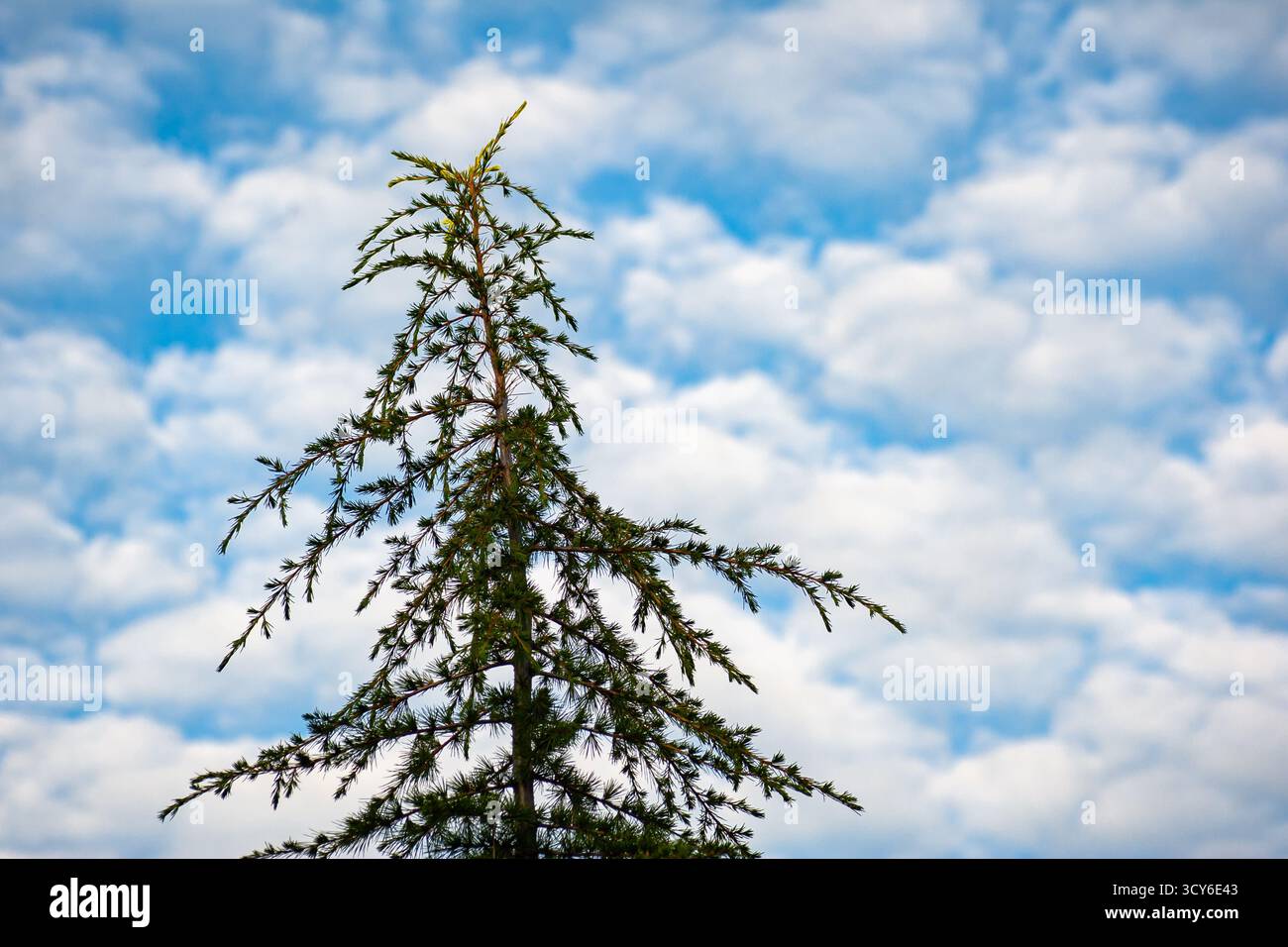Silhouette de cèdre contre ciel partiellement nuageux Banque D'Images