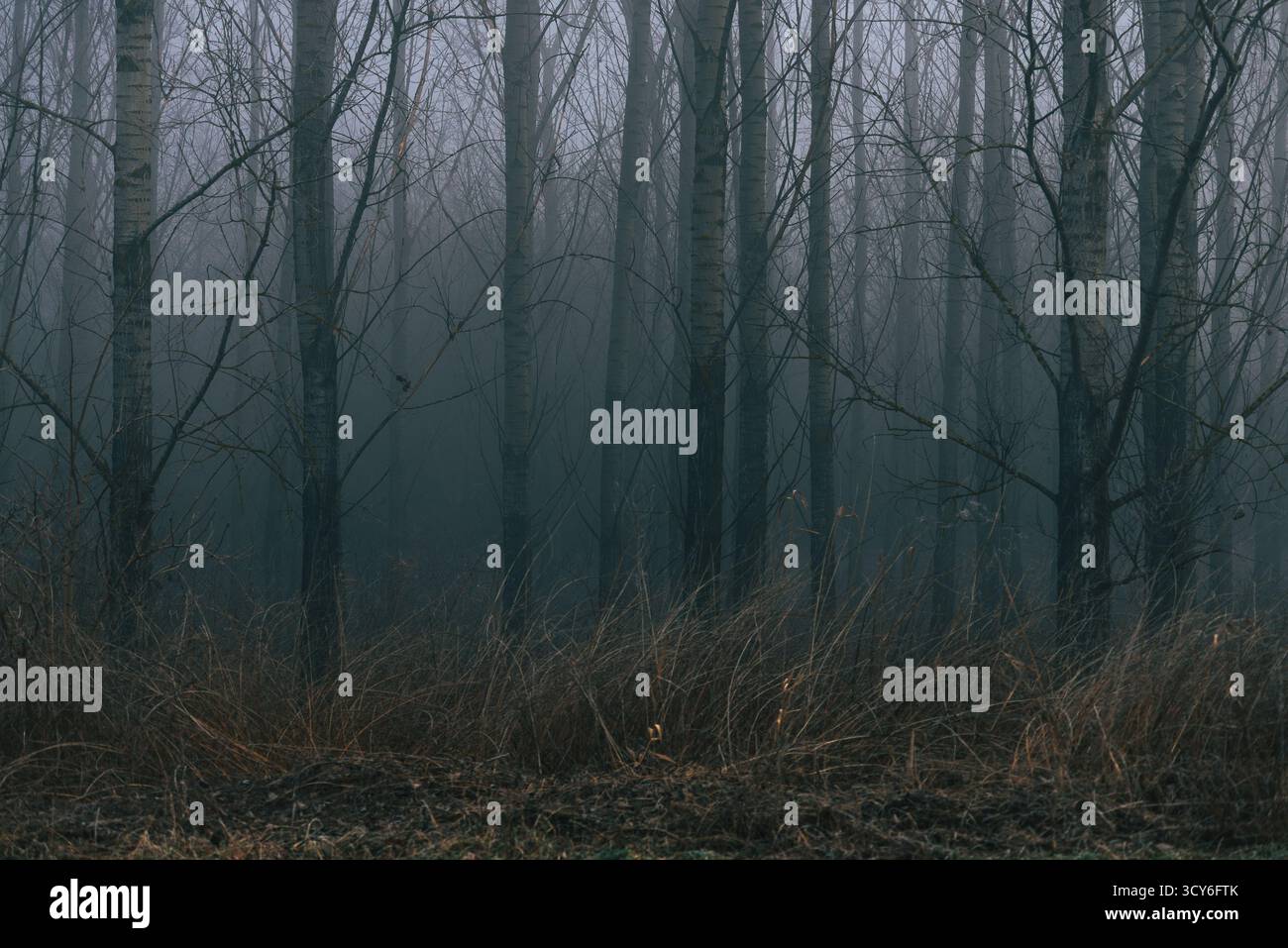 Forêt sombre brumeuse effrayante en hiver, arbres, branches, code à barres des arbres, près de Pannonhalma, Hongrie Banque D'Images