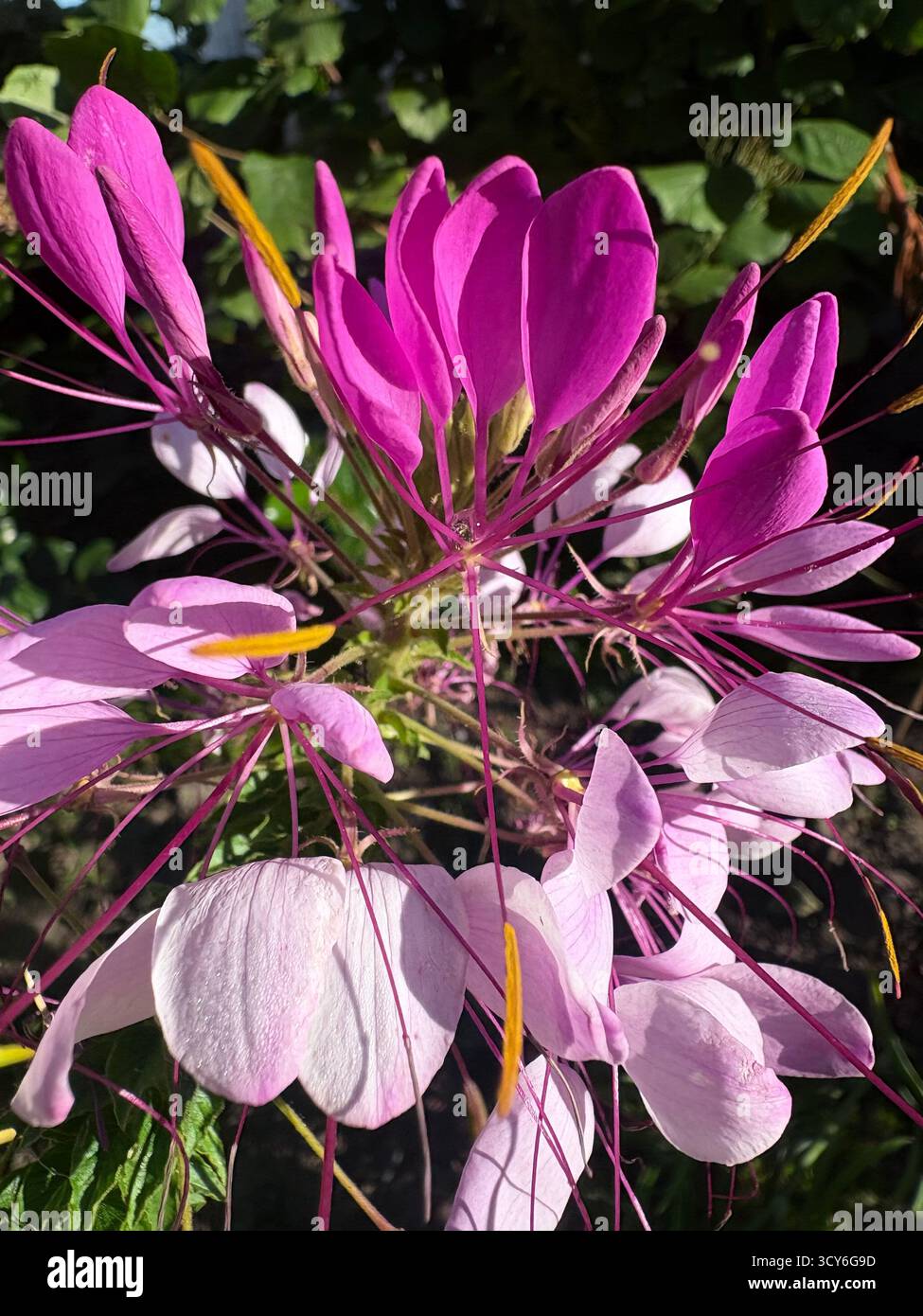 Fleur rose et violette fleurie avec de longues étamines+ - Image de stock capturée avec un smartphone