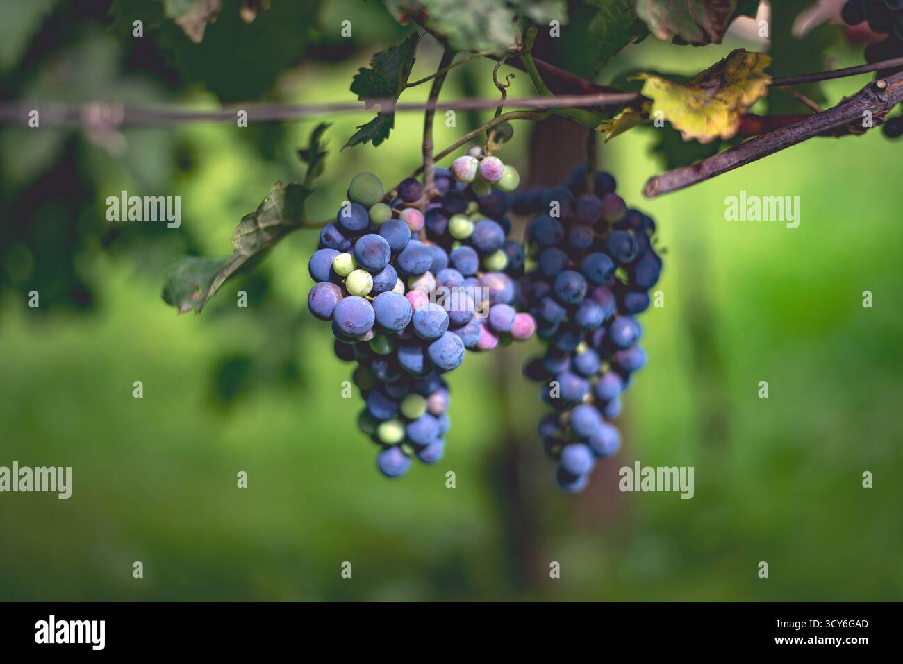 Raisins de vigne bleus dans le vignoble. Cabernet Franc raisins pour la fabrication de vin rouge au début de l'automne. Vue détaillée d'un raisin bleu vignes dans un vignoble en Banque D'Images