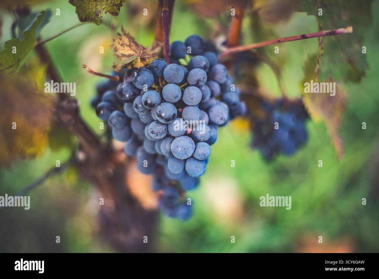 Raisin de vigne bleu dans le vignoble. Cabernet Franc raisin pour faire du vin rouge dans la récolte. Vue détaillée d'une vigne gelée dans un vignoble dans Banque D'Images