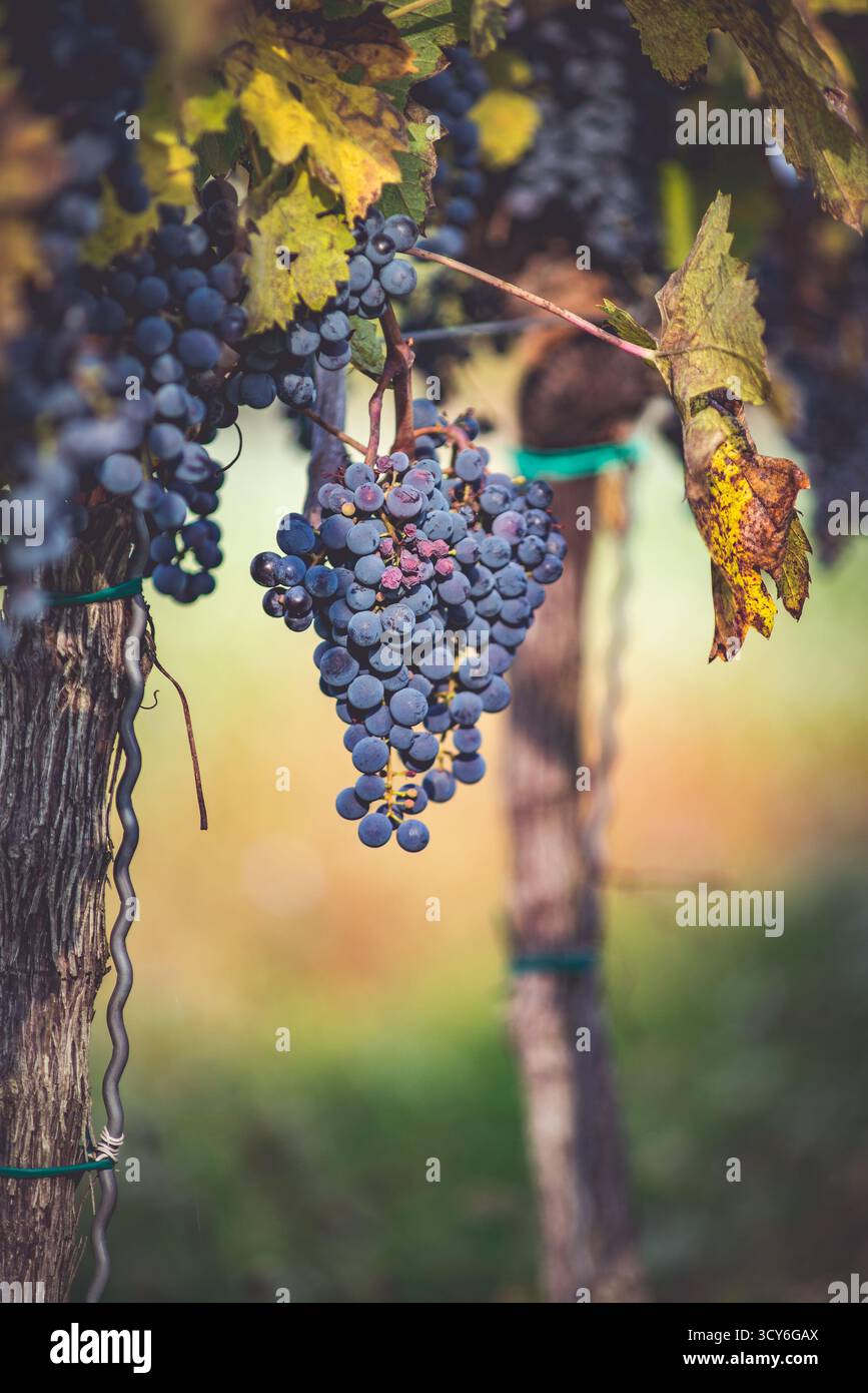 Raisin de vigne bleu dans le vignoble. Cabernet Franc raisin pour faire du vin rouge dans la récolte. Vue détaillée d'une vigne gelée dans un vignoble dans Banque D'Images