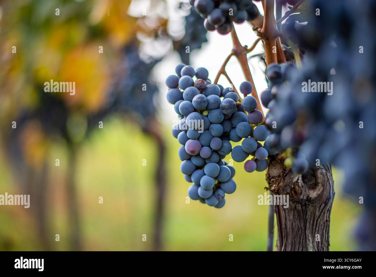 Raisin de vigne bleu dans le vignoble. Cabernet Franc raisin pour faire du vin rouge dans la récolte. Vue détaillée d'une vigne gelée dans un vignoble dans Banque D'Images