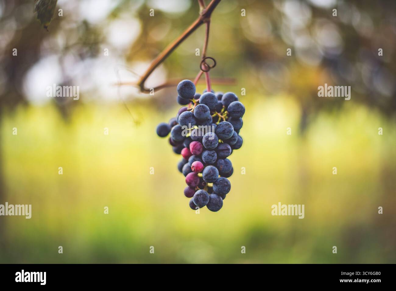 Raisin de vigne bleu dans le vignoble. Cabernet Franc raisin pour faire du vin rouge dans la récolte. Vue détaillée d'une vigne gelée dans un vignoble dans Banque D'Images