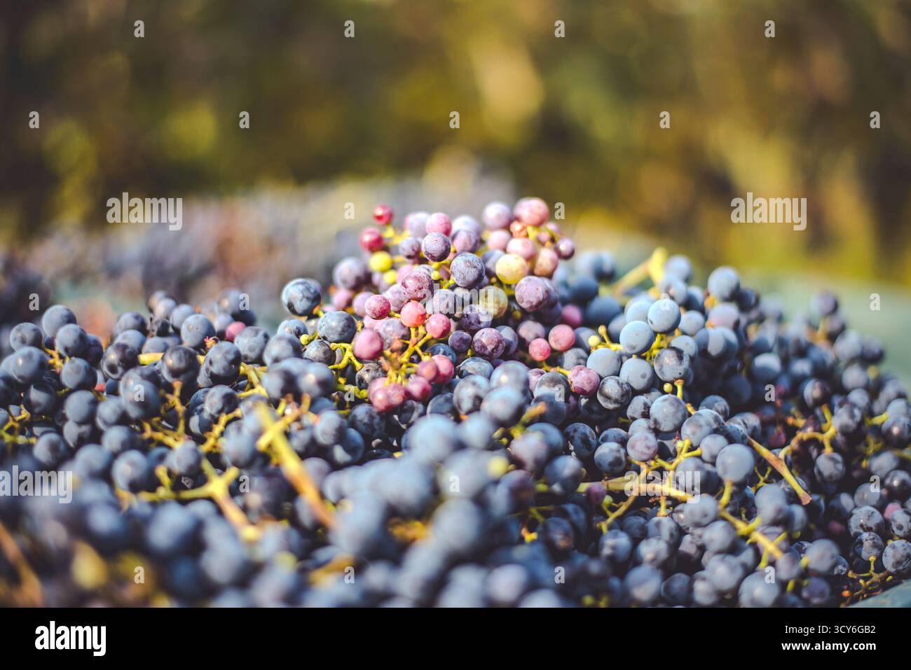 Raisins de vigne bleus. Raisins pour faire du vin rouge dans la caisse de récolte. Vue détaillée d'une vigne dans un vignoble en automne, Hongrie Banque D'Images