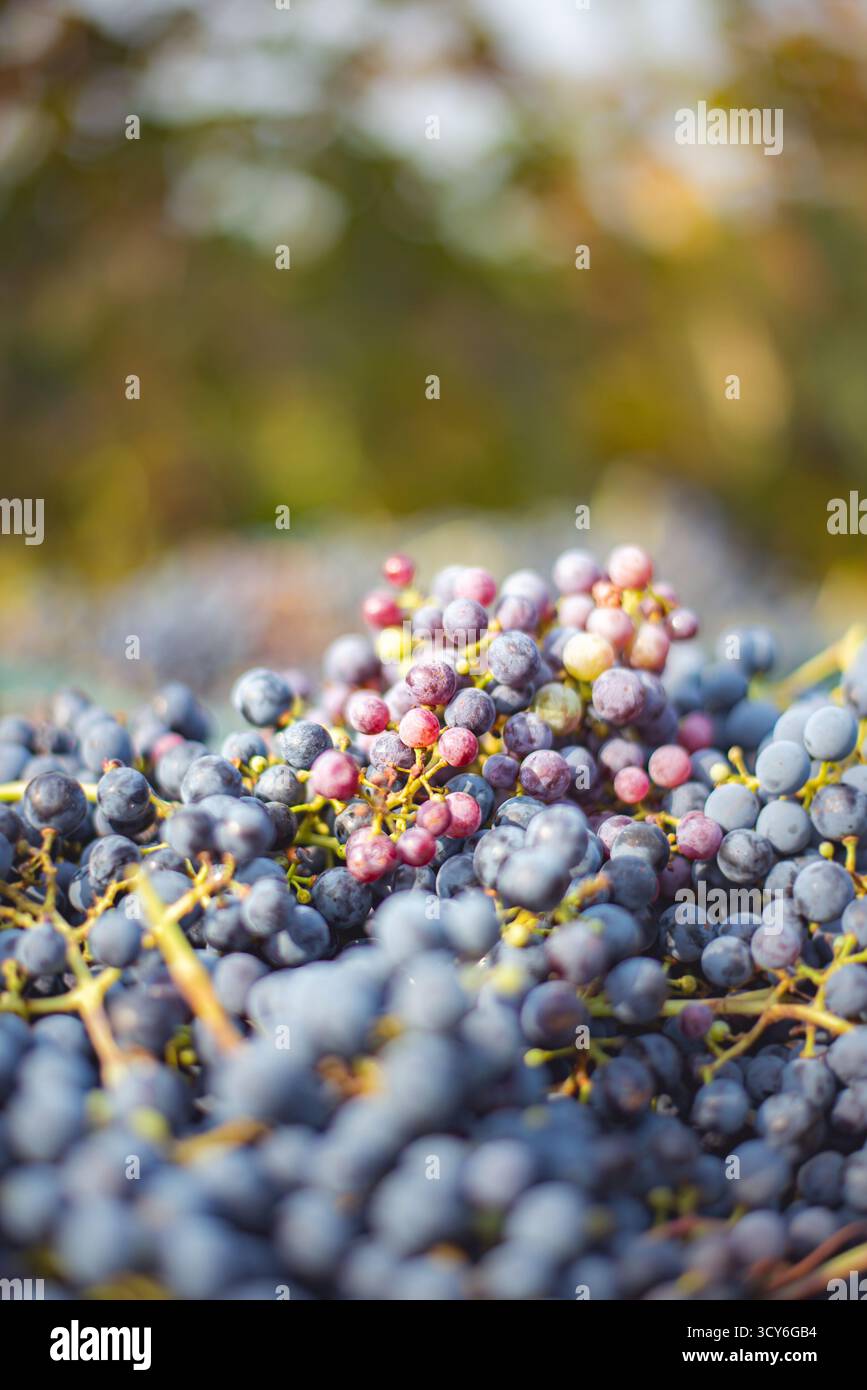 Raisins de vigne bleus. Raisins pour faire du vin rouge dans la caisse de récolte. Vue détaillée d'une vigne dans un vignoble en automne, Hongrie Banque D'Images