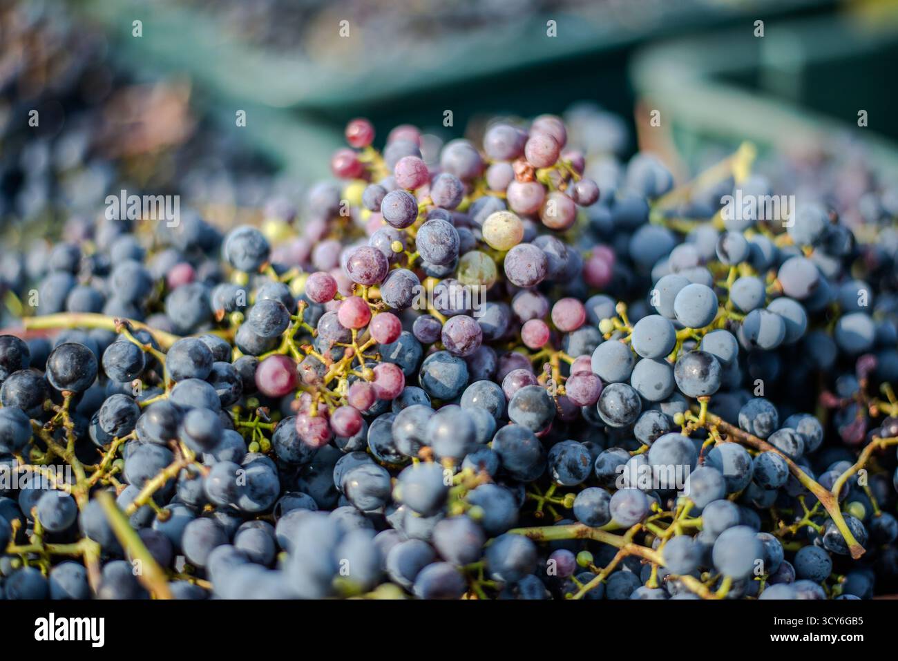 Raisins de vigne bleus. Raisins pour faire du vin rouge dans la caisse de récolte. Vue détaillée d'une vigne dans un vignoble en automne, Hongrie Banque D'Images