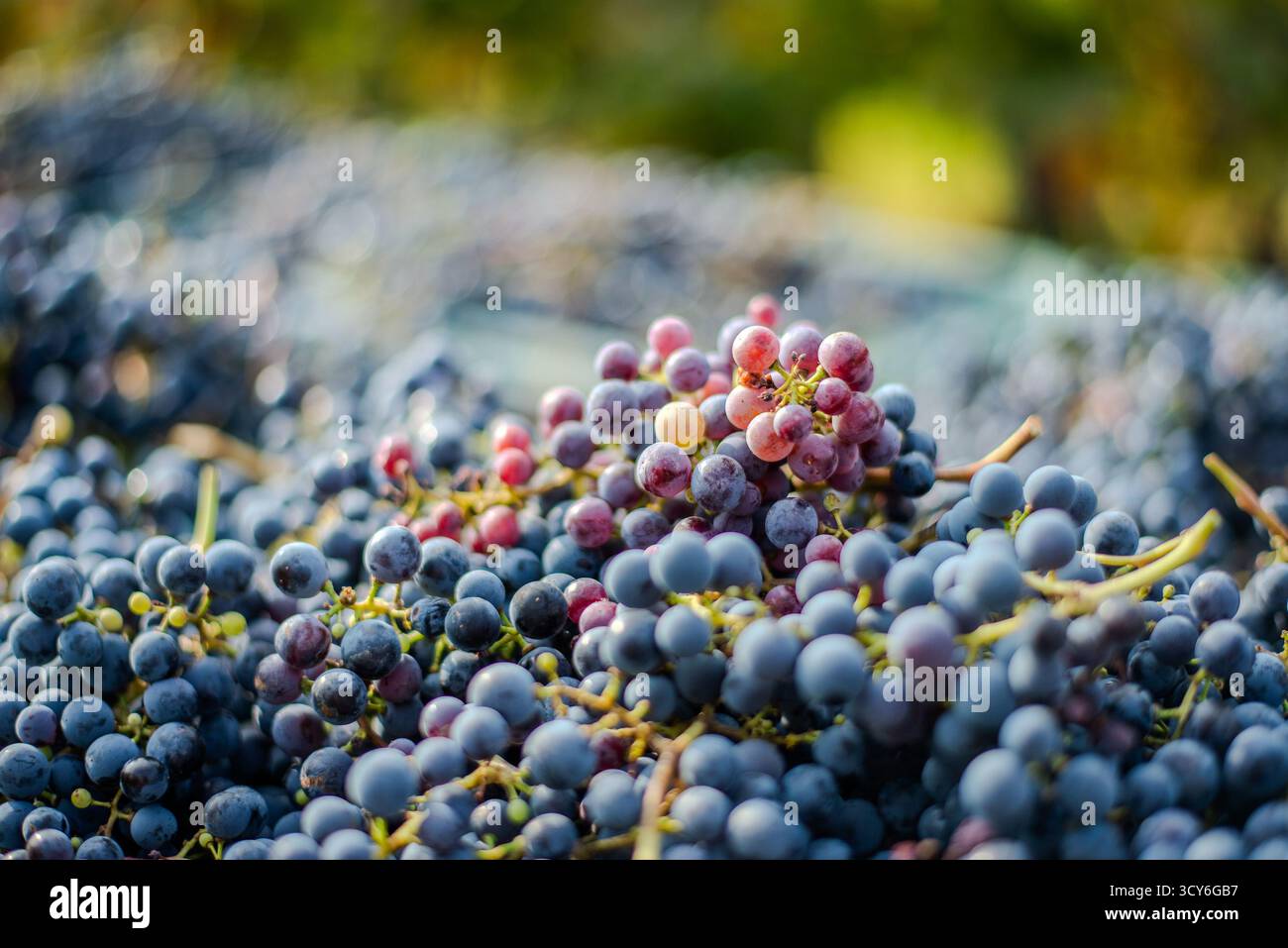Raisins de vigne bleus. Raisins pour faire du vin rouge dans la caisse de récolte. Vue détaillée d'une vigne dans un vignoble en automne, Hongrie Banque D'Images
