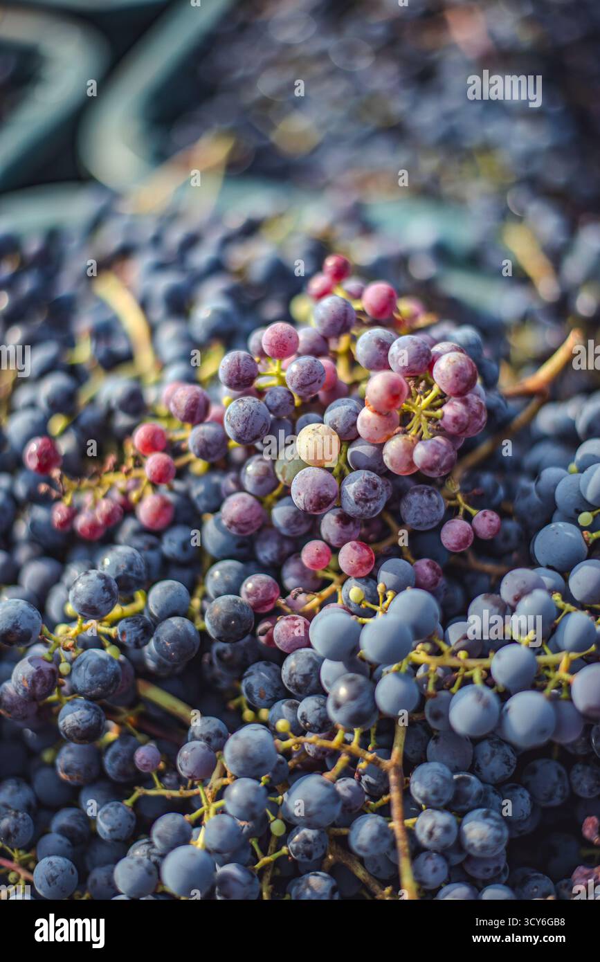Raisins de vigne bleus. Raisins pour faire du vin rouge dans la caisse de récolte. Vue détaillée d'une vigne dans un vignoble en automne, Hongrie Banque D'Images