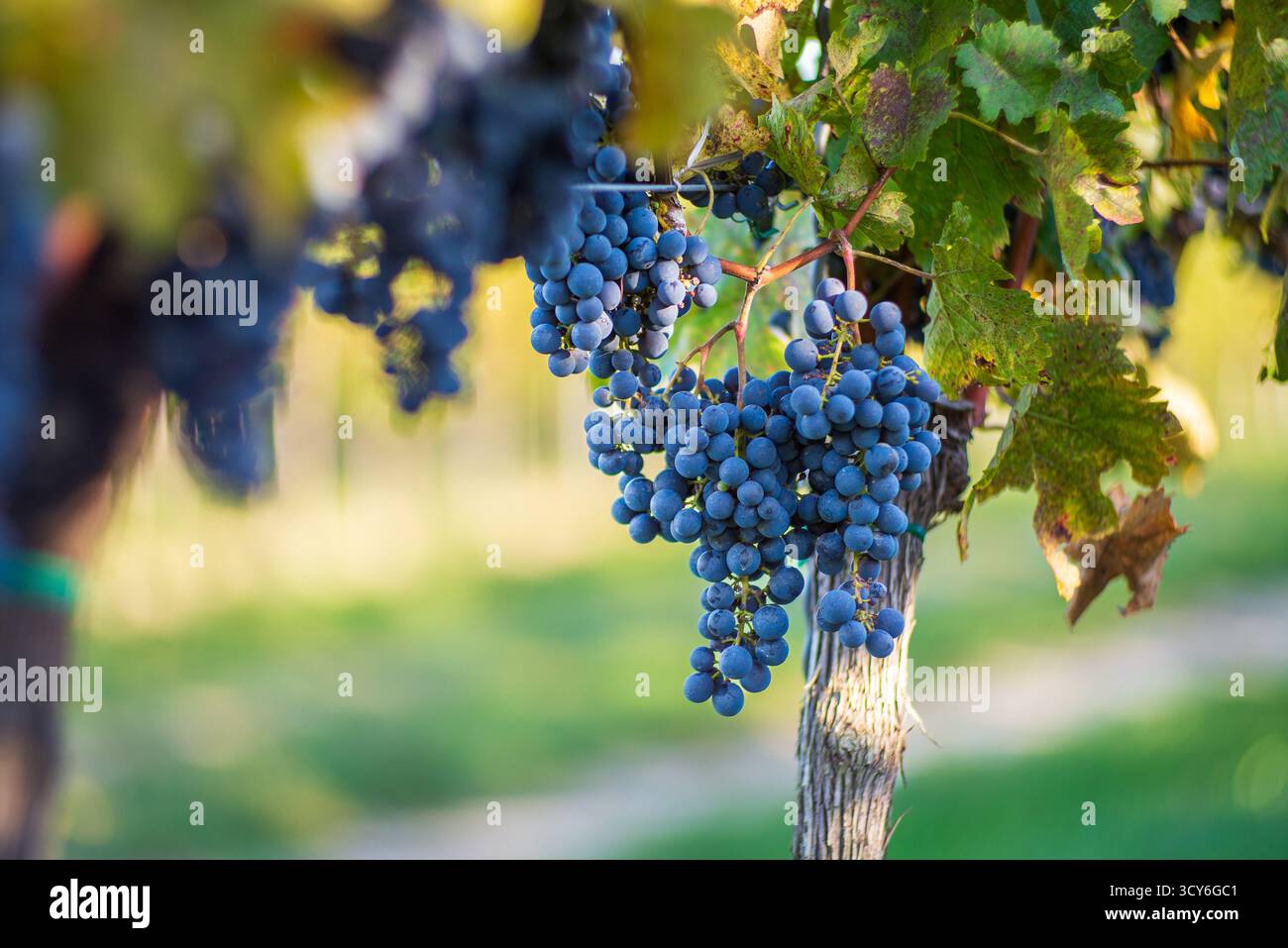 Raisins de vigne bleus dans le vignoble. Cabernet Franc raisins pour la fabrication de vin rouge dans la récolte. Vue détaillée d'une vigne de raisin dans un vignoble. Banque D'Images