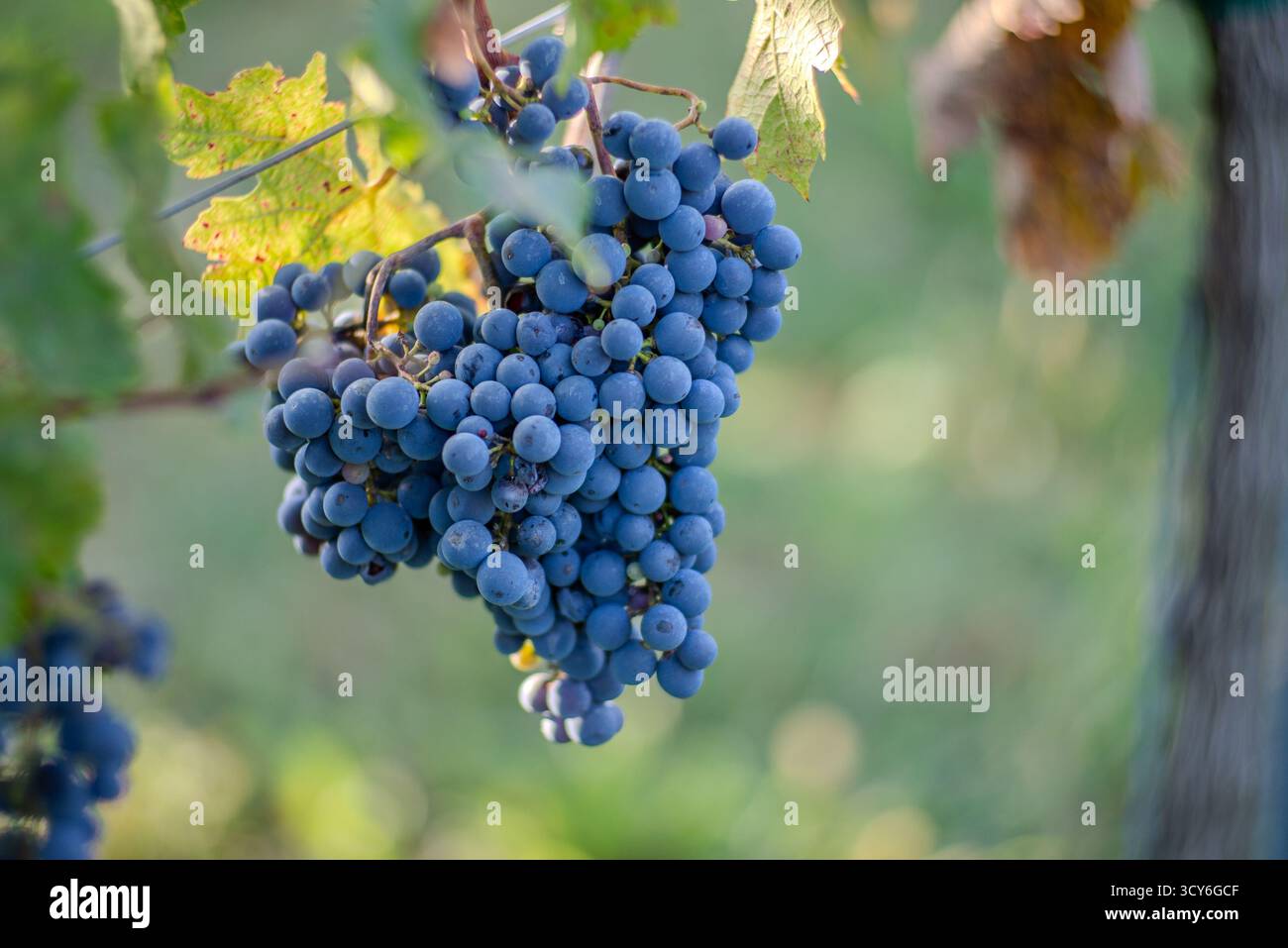 Raisins de vigne bleus dans le vignoble. Cabernet Franc raisins pour la fabrication de vin rouge dans la récolte. Vue détaillée d'une vigne de raisin dans un vignoble. Banque D'Images