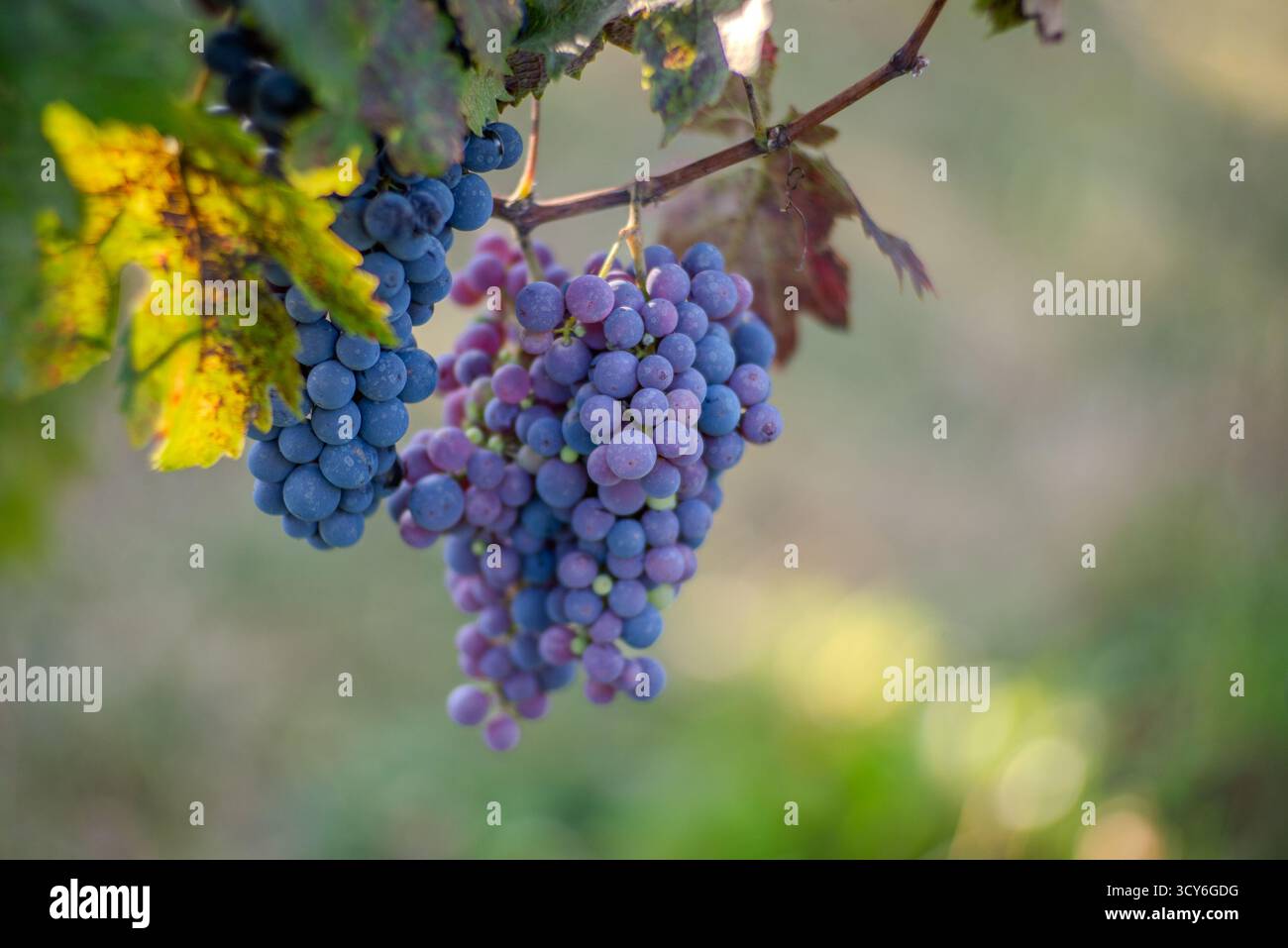 Raisins de vigne bleus dans le vignoble. Cabernet Franc raisins pour la fabrication de vin rouge dans la récolte. Vue détaillée d'une vigne de raisin dans un vignoble. Banque D'Images