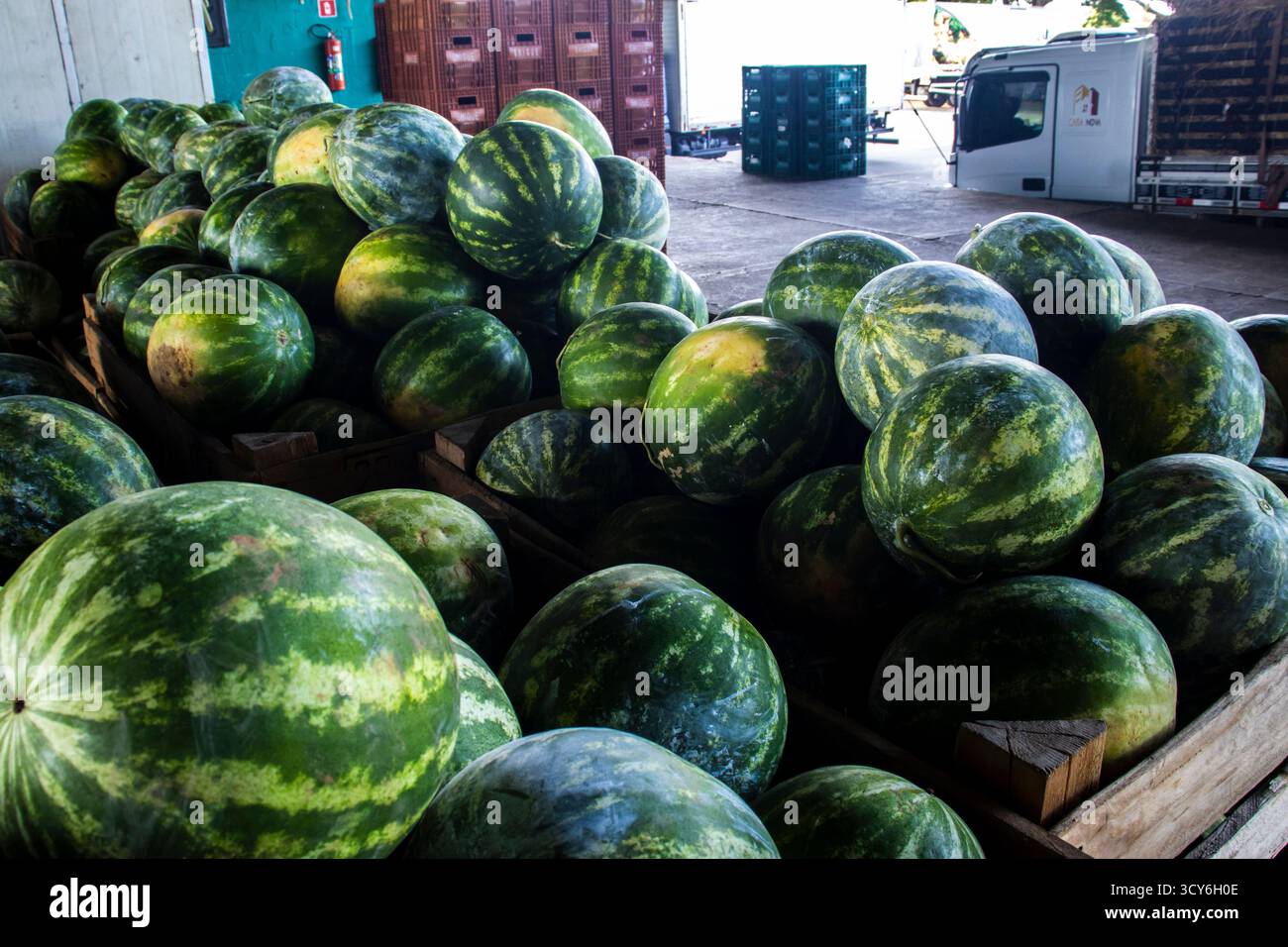 Marilia, SP, Brésil, 16 octobre 2025. Pastèques fraîches empilées dans des caisses sur le marché de gros CEAGESP à Marília. L'essence de l'agricu brésilien Banque D'Images