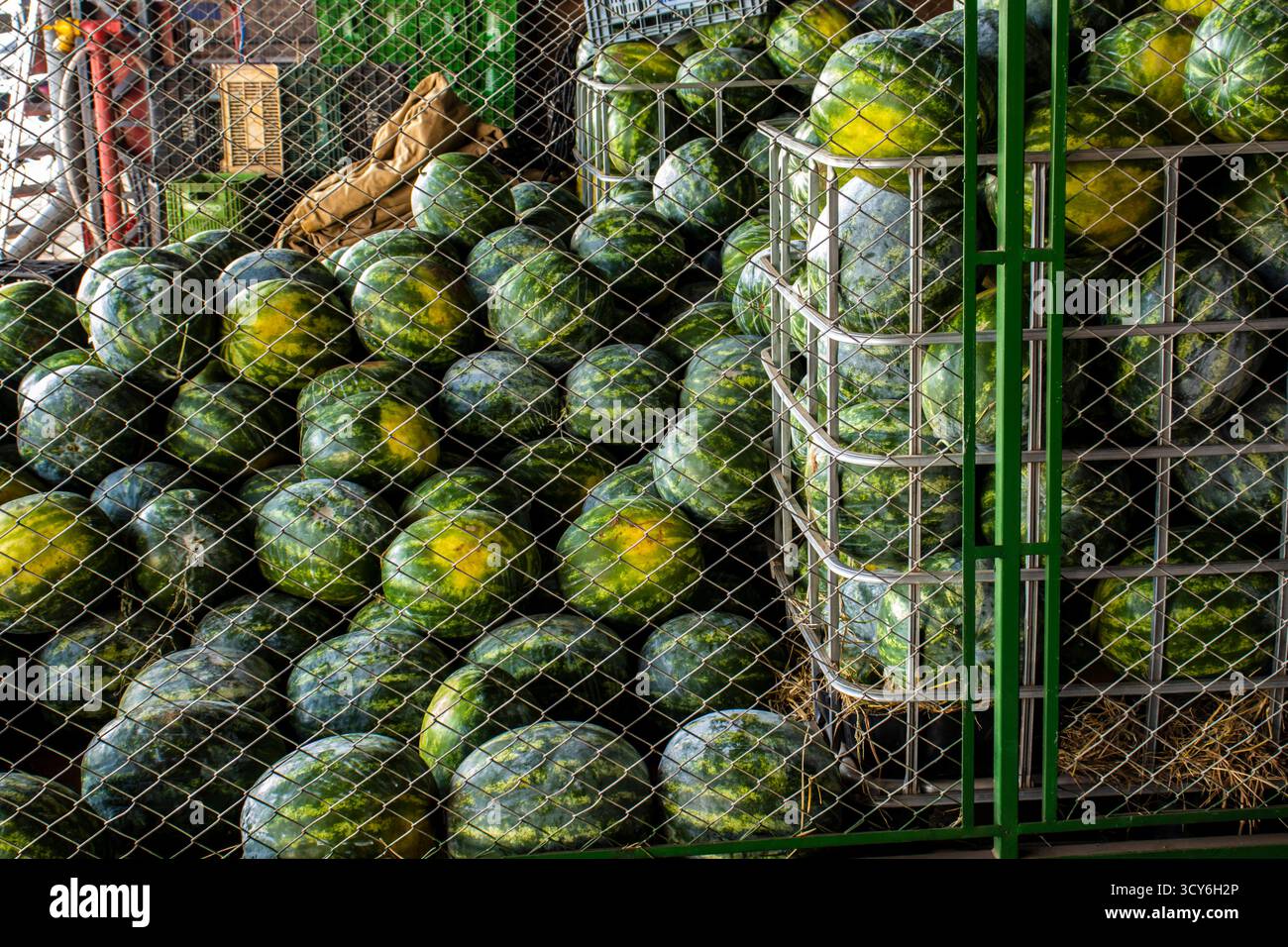 Marilia, SP, Brésil, 16 octobre 2025. Pastèques fraîches empilées dans des caisses sur le marché de gros CEAGESP à Marília. L'essence de l'agricu brésilien Banque D'Images