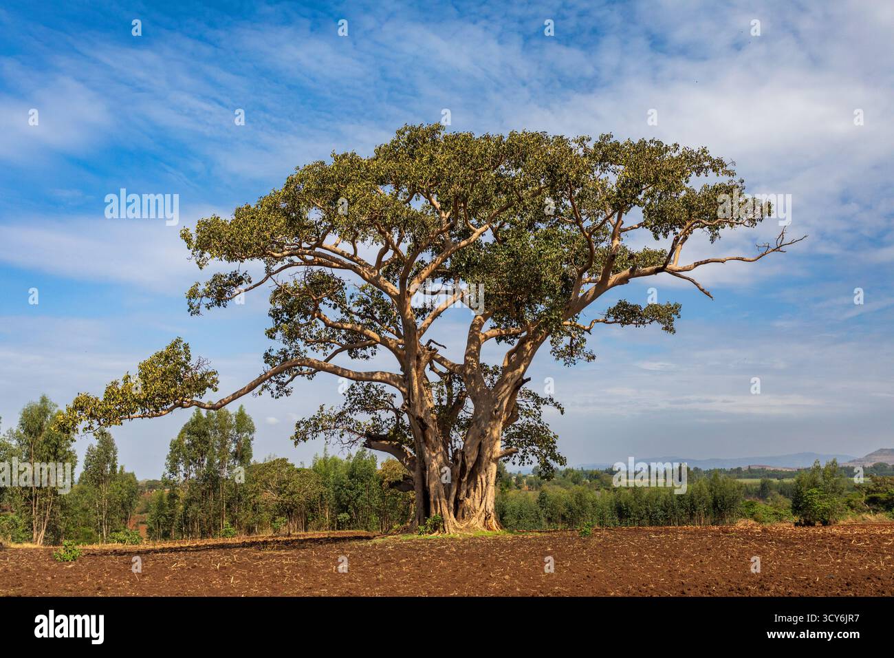 Majestueux figuier sycomore (Ficus sycomorus) debout seul dans un vaste champ cultivé dans la région d'Amhara en Ethiopie. Banque D'Images