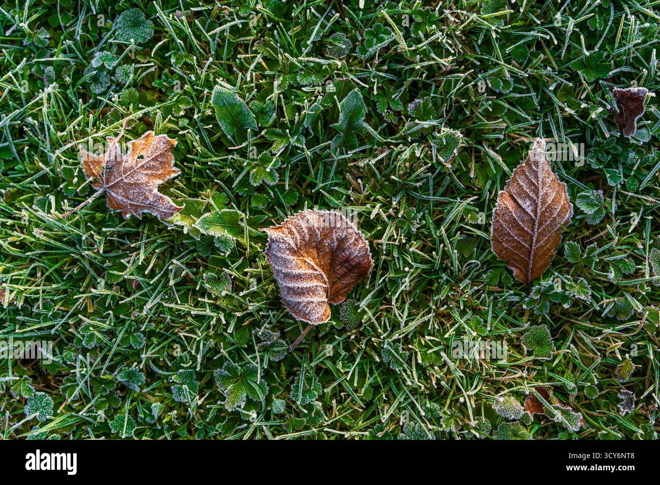 Feuilles d'automne congelées sur l'herbe verte recouverte de gel matinal. Scène saisonnière paisible dans le parc de la ville, capturant la beauté des premiers jours froids d'automne. Banque D'Images