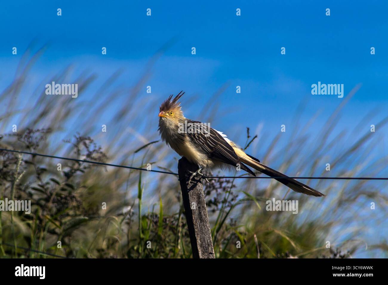Guira Cuckoo (Guira guira) perchée sur une clôture contre un ciel bleu au Brésil. Commun dans les zones rurales sud-américaines, connu pour son comportement social et di Banque D'Images