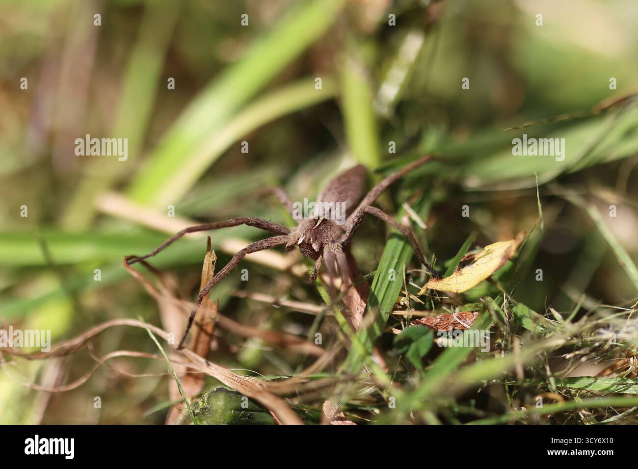 Gros plan d'une araignée rampant dans l'herbe Banque D'Images