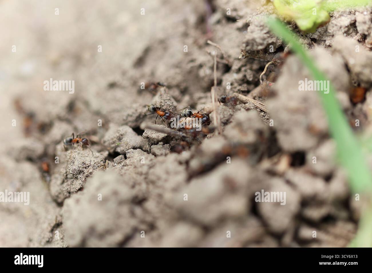 Gros plan de fourmis rampant sur le sol près de l'entrée du nid Banque D'Images