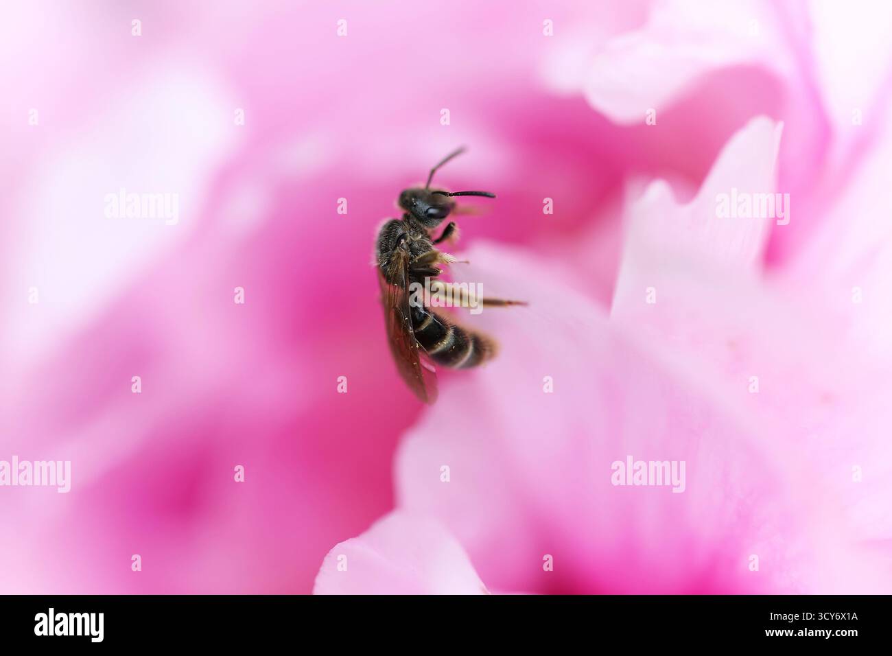 Plan macro d'une petite abeille reposant sur un pétale de fleur rose Banque D'Images
