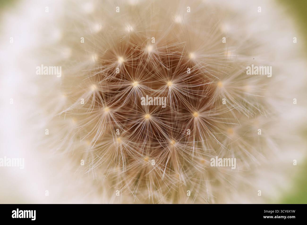 Photo macro d'une tête de pissenlit Banque D'Images