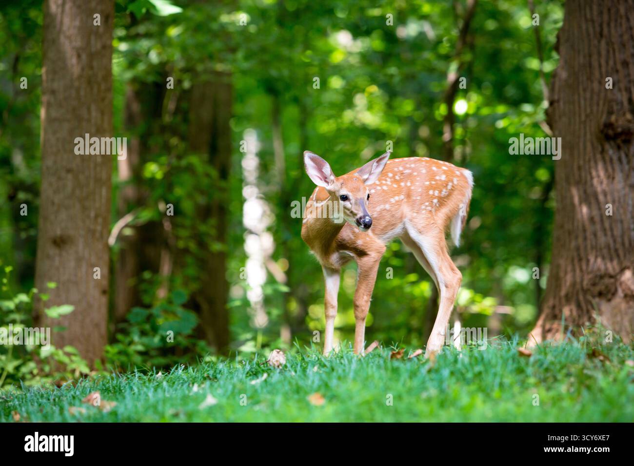 Un jeune faon de cerf de Virginie repéré debout dans la forêt Banque D'Images