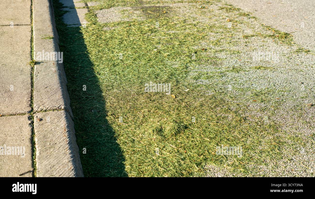 Les coupures de pelouse fraîches se rassemblent le long du bord de la rue près du trottoir, une scène typique après l'entretien de routine de la pelouse résidentielle. Banque D'Images