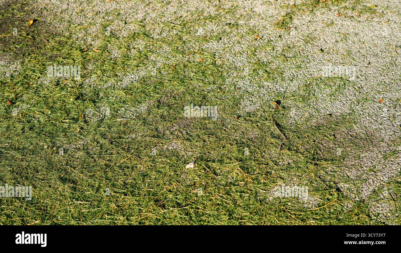 De l'herbe coupée fraîchement coupée est dispersée dans la rue, probablement laissée pour compte par l'entretien récent de la pelouse, ce qui montre les séquelles désordonnées de la banlieue Banque D'Images