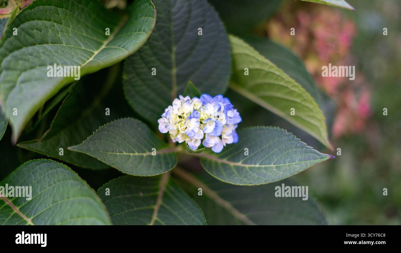 Un groupe vif de fleurs blanches, bleues et jaunes poussant ensemble sur une seule plante, capturées dans les détails pour mettre en évidence leur harmonie unique et Banque D'Images