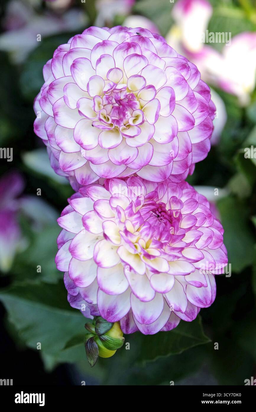Blanc avec des pointes violettes dahlia décoratif, « Dreaming Maid » en fleur. Banque D'Images