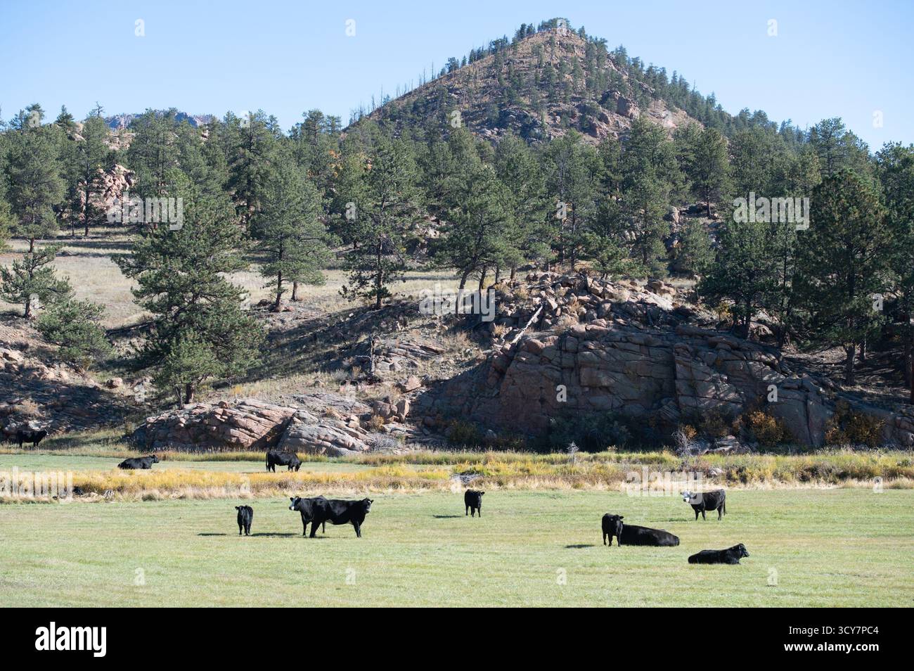 Les bovins Black Angus paissent dans les champs du canyon de Tarryall, alimentés par l'eau de la rivière Tarryall. Agriculture des montagnes Rocheuses. Banque D'Images
