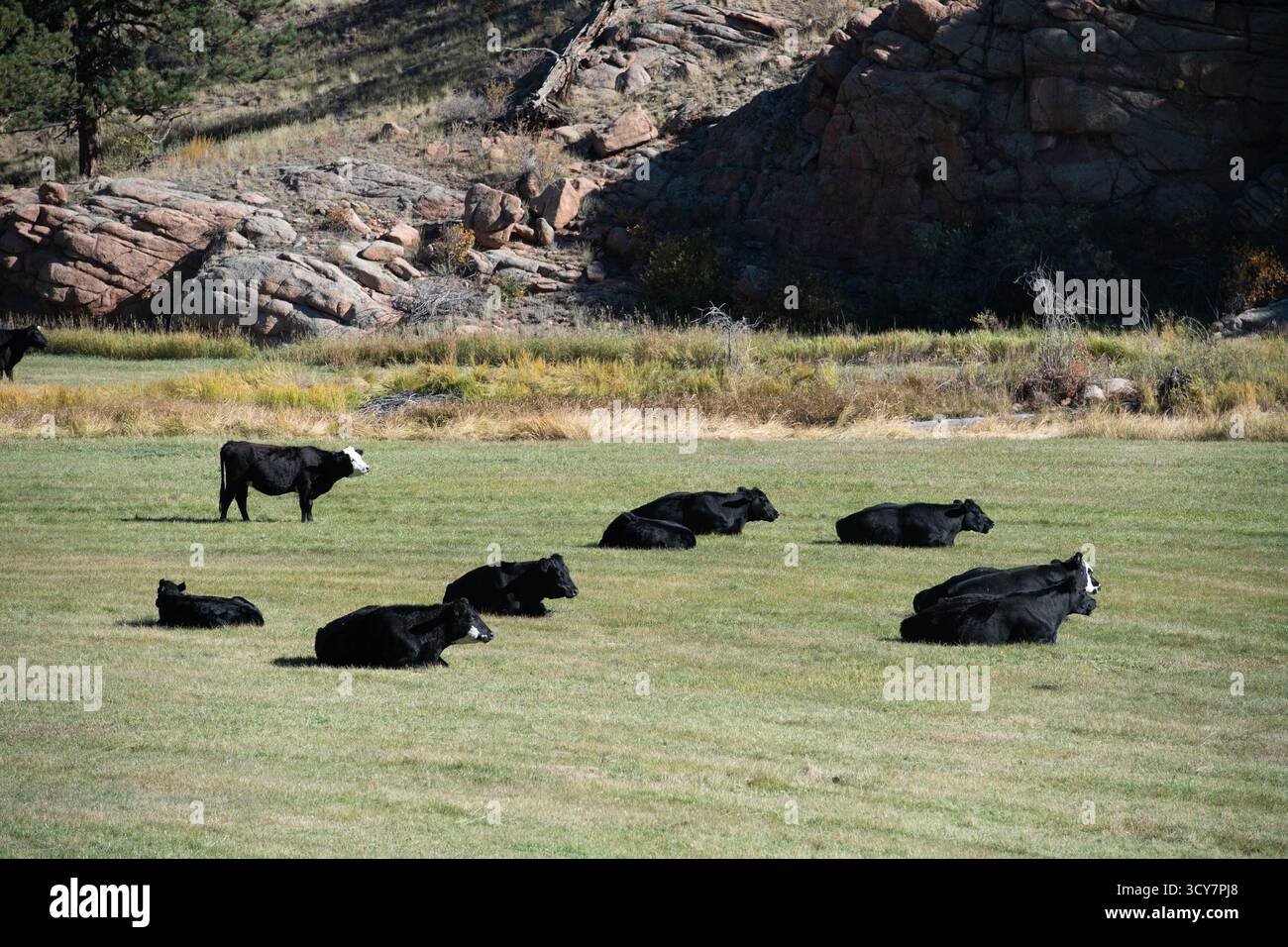 Les bovins Black Angus paissent dans les champs du canyon de Tarryall, alimentés par l'eau de la rivière Tarryall. Agriculture des montagnes Rocheuses. Banque D'Images